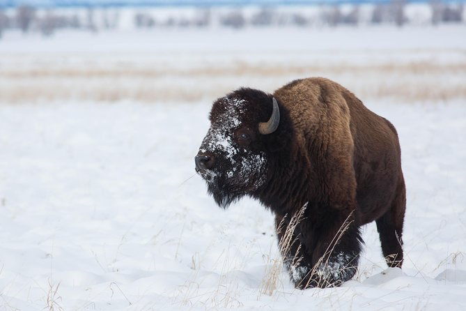 best-of-jackson-hole-wildlife-private-safari-tour