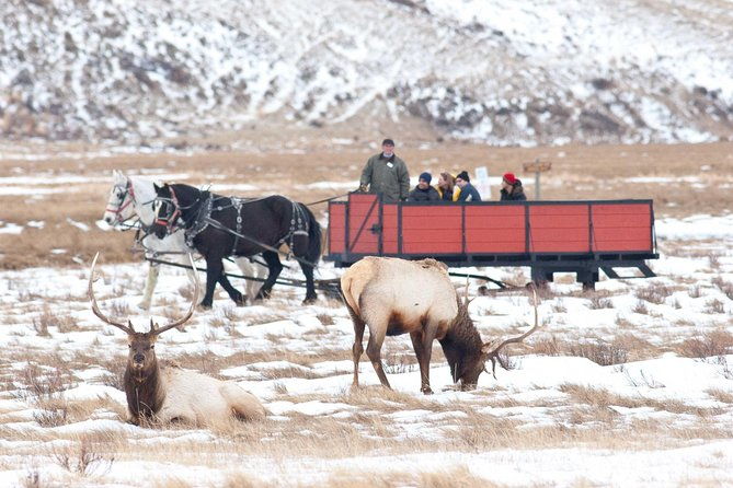 best-of-jackson-hole-wildlife-safari-tour