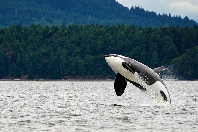 best-of-juneau-mendenhall-glacier-whale-watching-and-salmon-bake