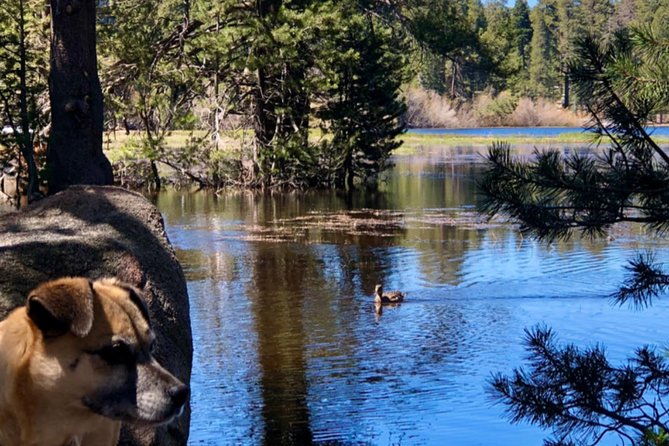 big-bear-jeep-off-road-tour-with-hike-to-bluff-lake-reserve