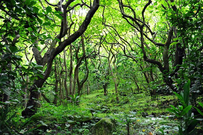 big-island-north-island-jungle-driving-tour