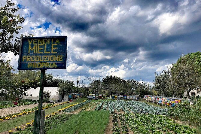 bike-tour-with-honey-and-artichockes-on-santerasmo-island