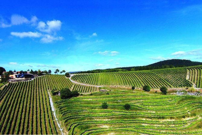 bilbao-txakoli-wine-tour