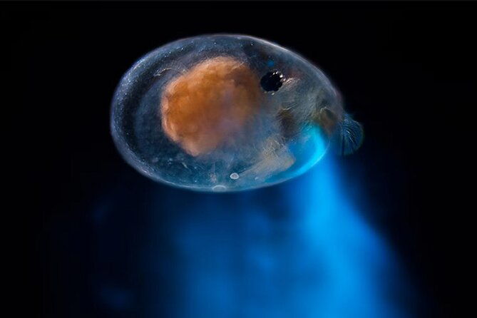 bioluminescent-night-snorkeling