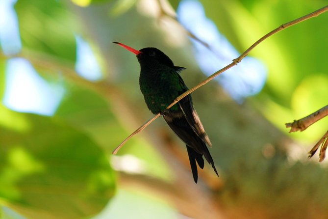 bird-feeding-sanctuary-montego-bay-highlights-and-columbus-park-day-adventure