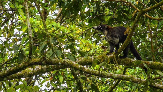 bird-watching-near-the-arenal-volcano