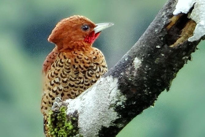 bird-watching-tour-arenal-mundo-aventura