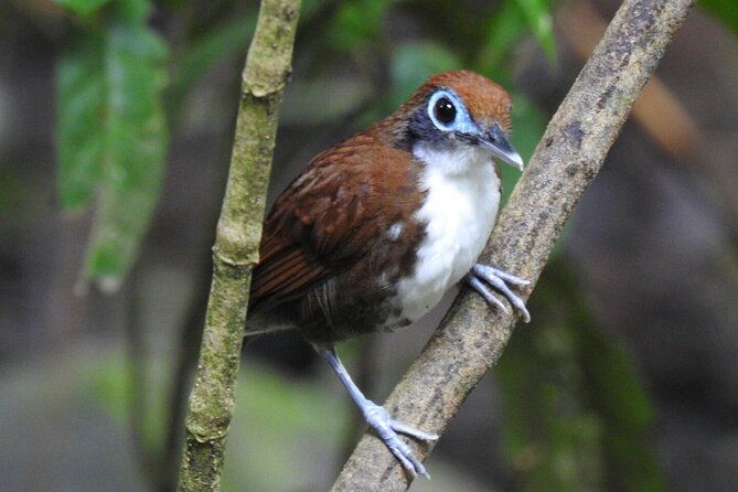 bird-watching-tour-in-carara-national-park