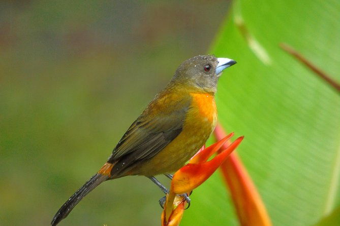 bird-watching-tour