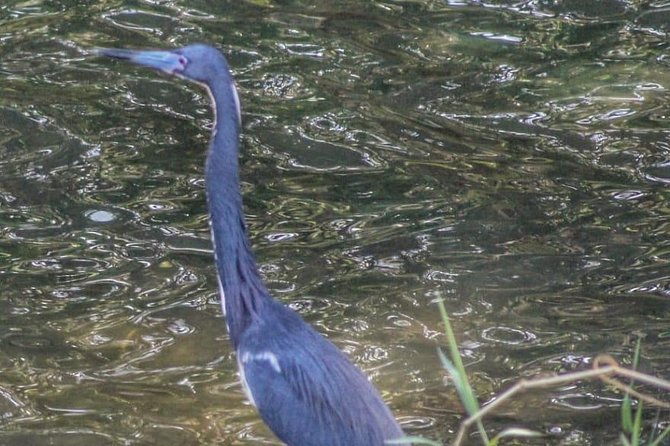bird-watching-tours