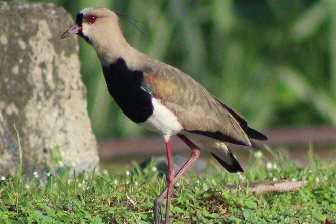 birding-metropolitan-natural-park