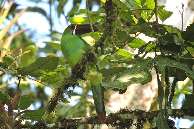 birding-nature-to-chicaque-cloud-forest-nature-reserve-2