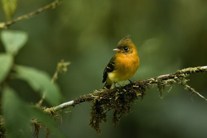 birding-the-monteverde-cloud-forest