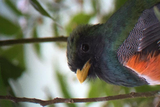 birding-tour-curi-cancha