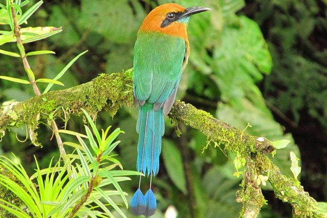 birdwatching-by-the-lake-arenal