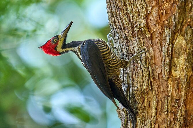 birdwatching-in-a-private-nature-reserve