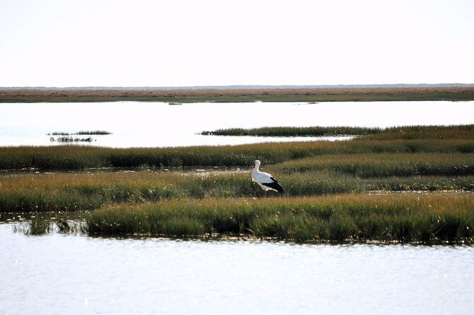 birdwatching-in-ria-formosa-eco-boat-tour-from-faro