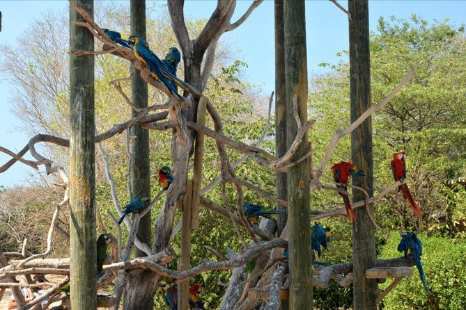 birdwatching-photography-experience-at-the-national-aviary-in-baru