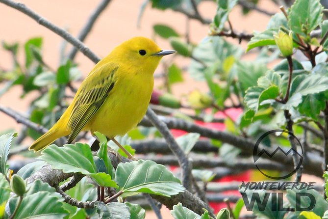 birdwatching-tour-at-the-cloud-forest-monteverde-wild
