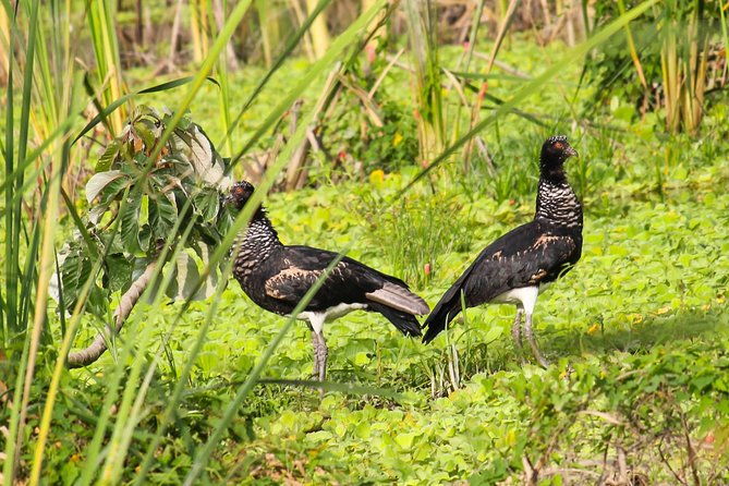 birdwatching-tour-cajas-park-and-tamarindo-tropical-forest-area-from-cuenca