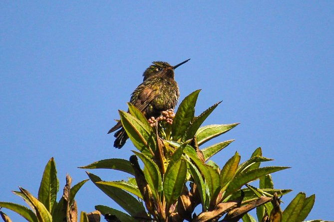 birdwatching-tour-in-cajas-national-park-from-cuenca