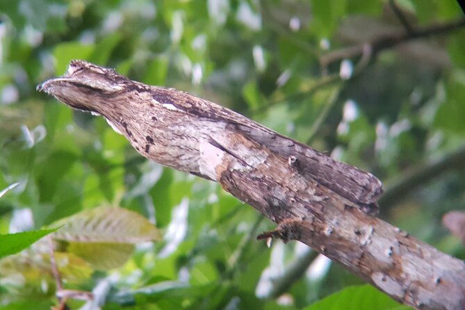 birdwatching-tour-in-monteverde