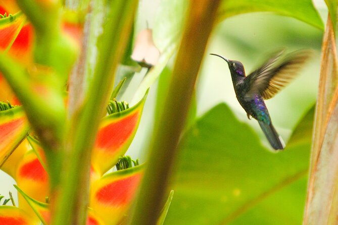 birdwatching-tours-in-el-salvador-with-a-guide