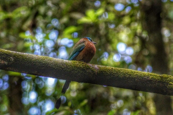 birdwatching-waterfall-rainforest-and-island-nature-tours