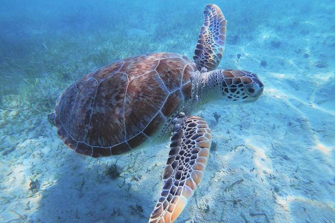 boomerangs-best-of-anguilla-swim-with-turtles-adventure