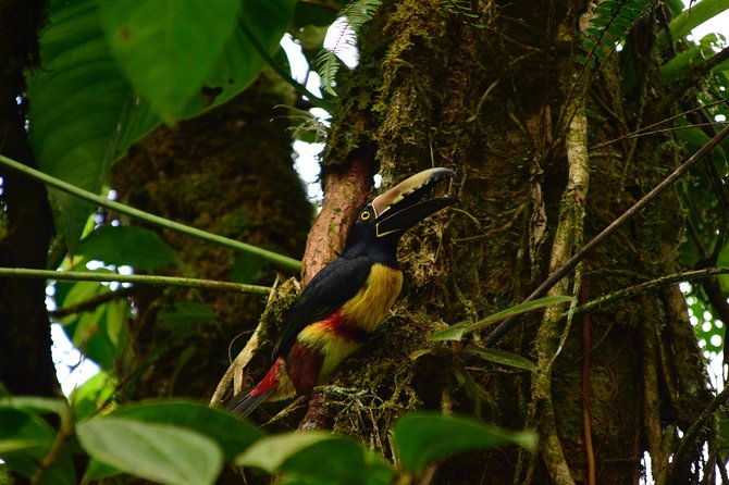 braulio-carrillo-bird-watching-full-day-pass