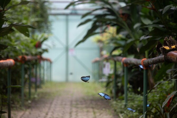 butterfly-garden-tortuguero-canals-a-unique-tropical-adventure