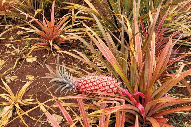 byodo-temple-and-waimea-botanical-garden-tour-2