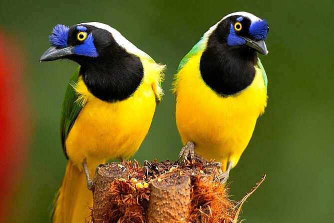 cali-birding-birds-of-the-cali-river-bird-watching