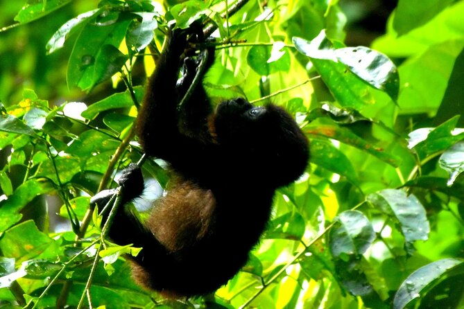 canoe-wildlife-spotting-on-small-canals-of-tortuguero-park