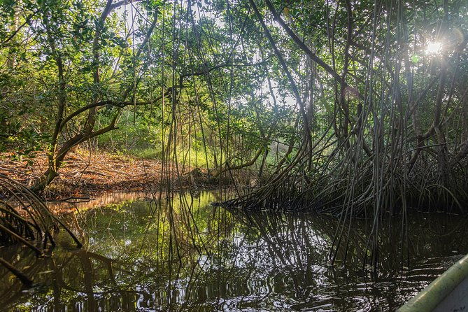 canoeing-birdwatching-on-the-mangrove-forest-in-la-virgen-lake