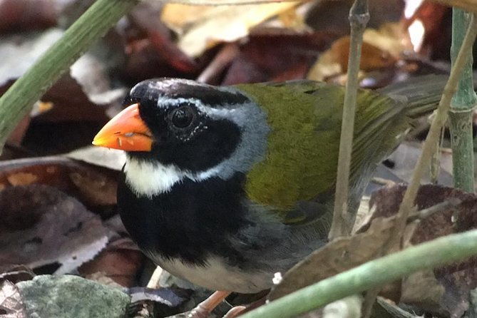 carara-national-park-birdwatching-private-guided-tour-experience