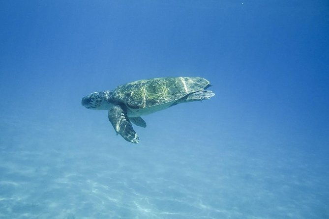caretta-caretta-turtle-trip