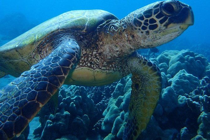 caribbean-costa-rica-5-day-tour-with-tortuguero-national-park-and-puerto-viejo