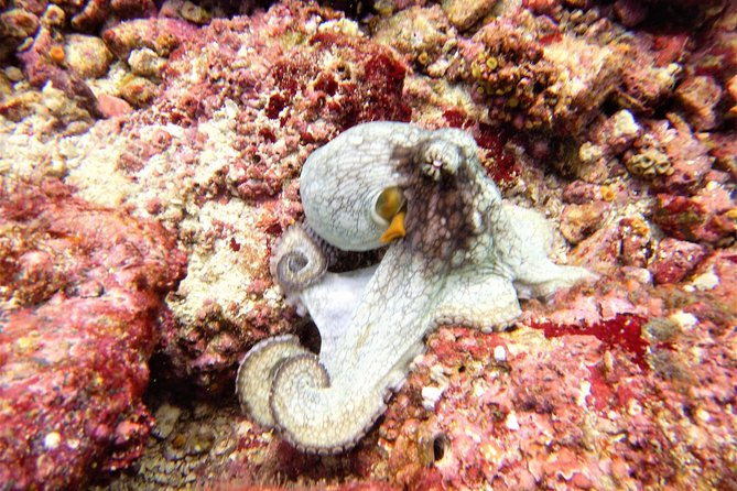 catalina-island-diving-tour-from-tamarindo-certified-only