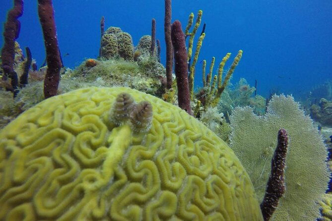 catalina-island-snorkeling-tour-2