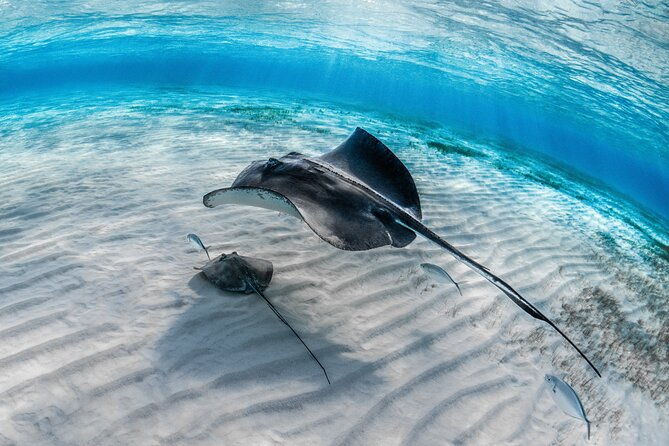 cayman-ultimate-tour-stingrays-starfish-point-and-crystal-caves