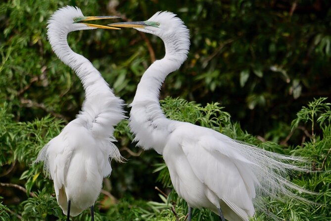 central-florida-half-day-private-birding-activity-2-person-max-2