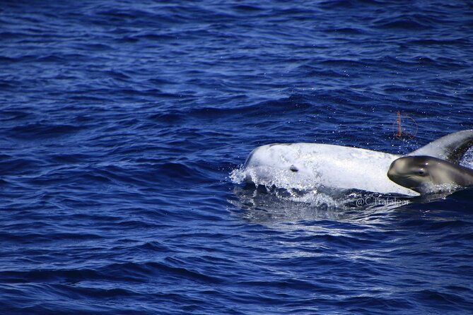 cetacean-watching-tour