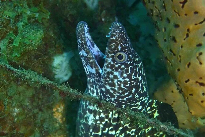 champagne-reef-bubble-beach-and-scotts-head-snorkeling-tour-by-boat-in-dominica