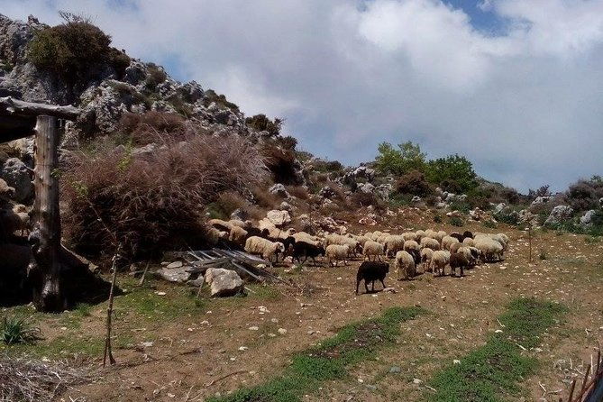 chania-shore-excursion-to-the-white-mountains
