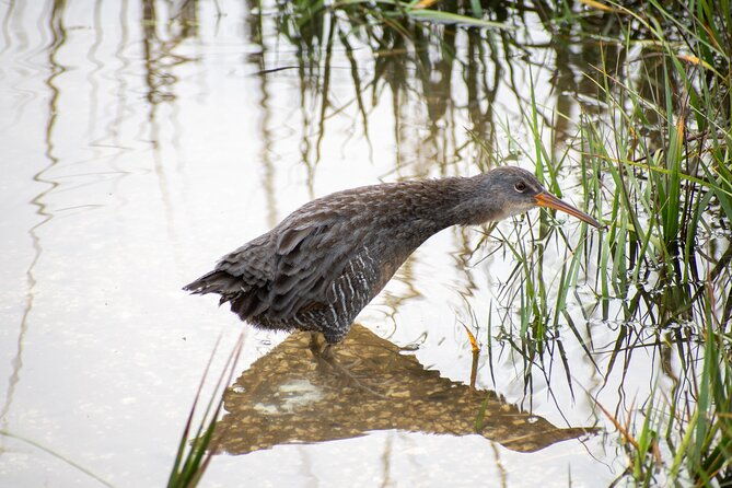 charleston-bird-watching-tour