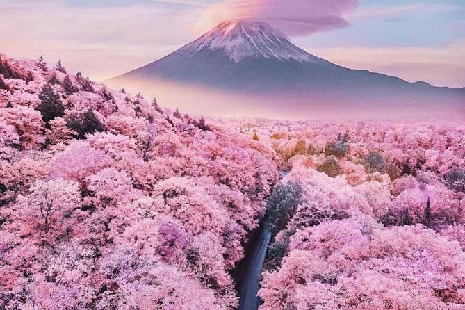 cherry-blossom-mount-fuji-customizable-luxury-vehicle-guided-tour
