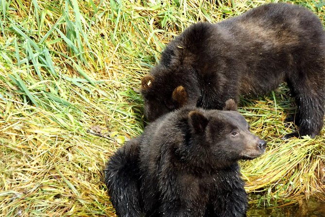 chichagof-island-tour-brown-bear-search