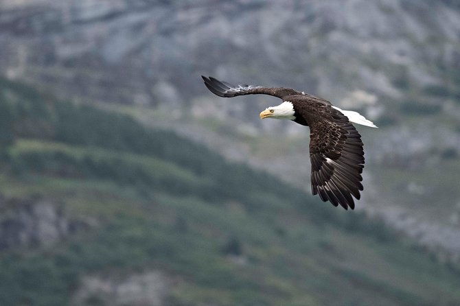 chilkoot-wilderness-and-wildlife-viewing-2-5-hrs-in-haines