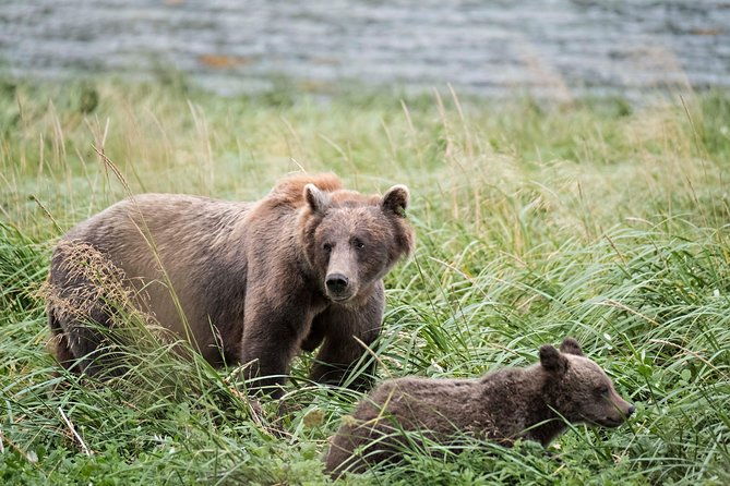 chilkoot-wilderness-and-wildlife-viewing-6-5-hrs-from-skagway-2